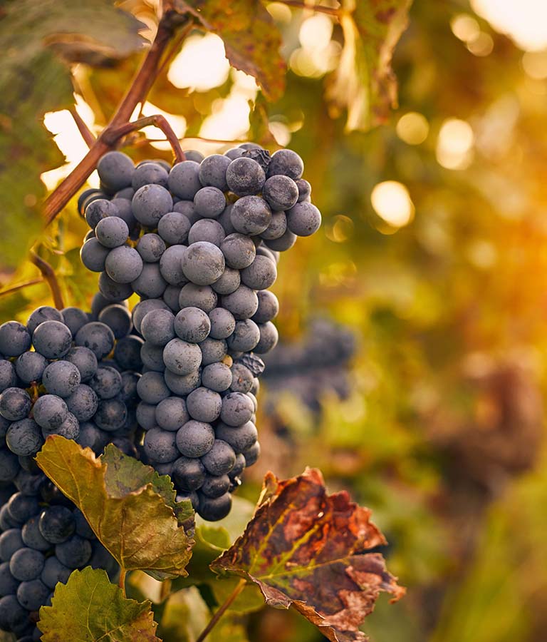 Grape Best Water Vinery