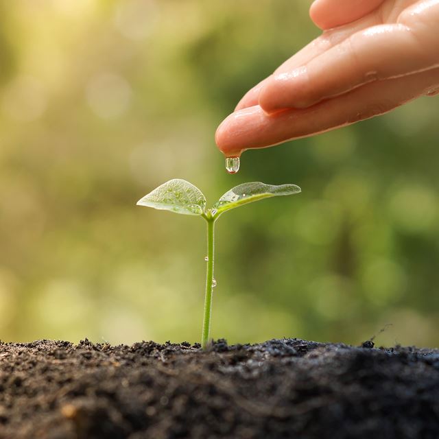 Small plant with water drop