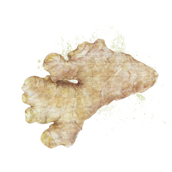Le gingembre