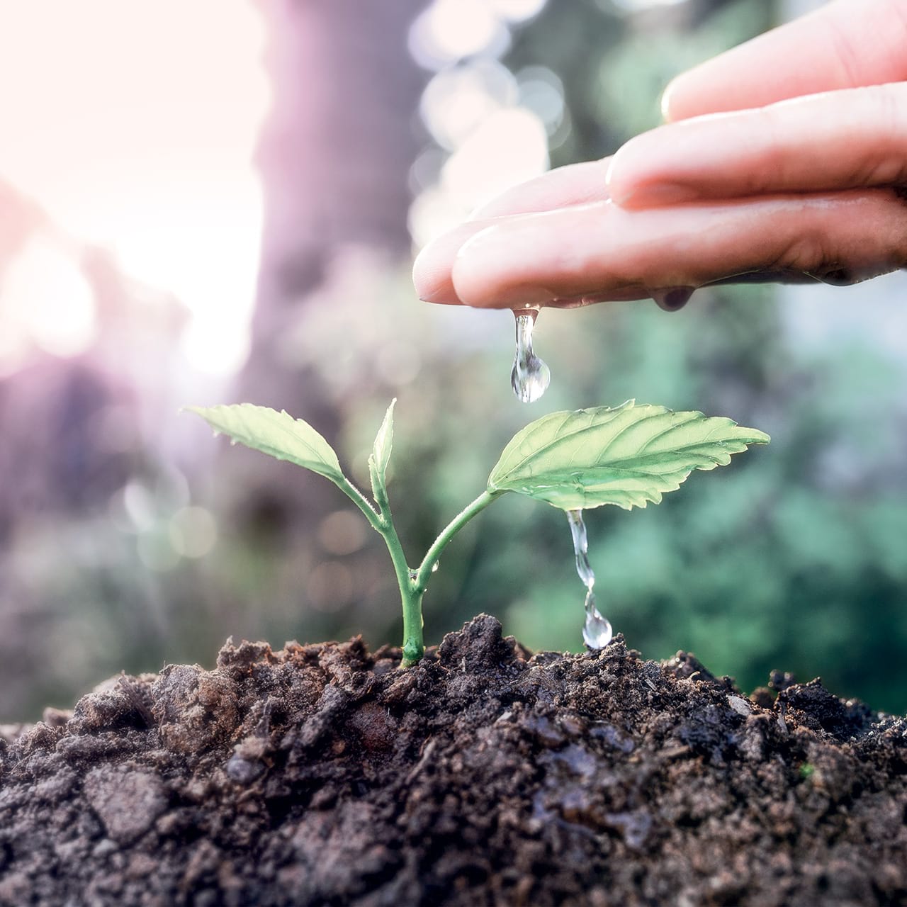 economie-eau-arrosage-plantes