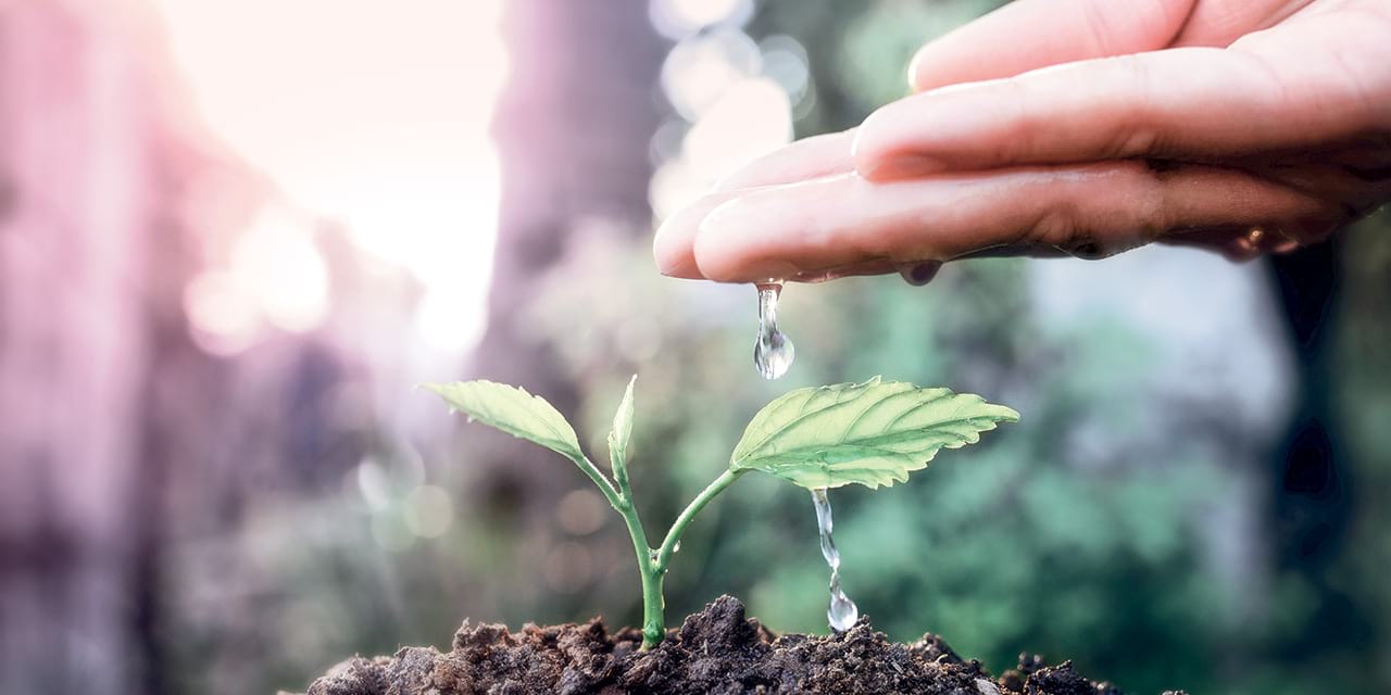 economie-eau-arrosage-plantes